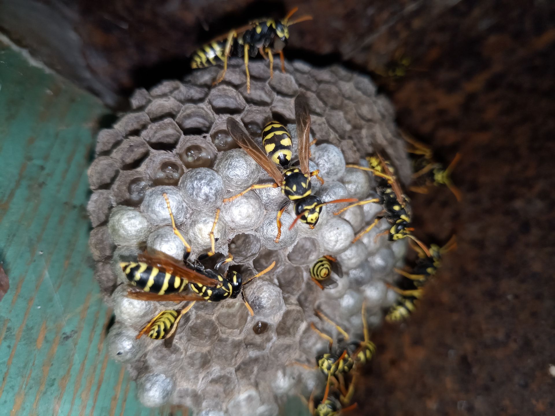 Wasp species polished on nest. Wasp nest with wasps and larvae.