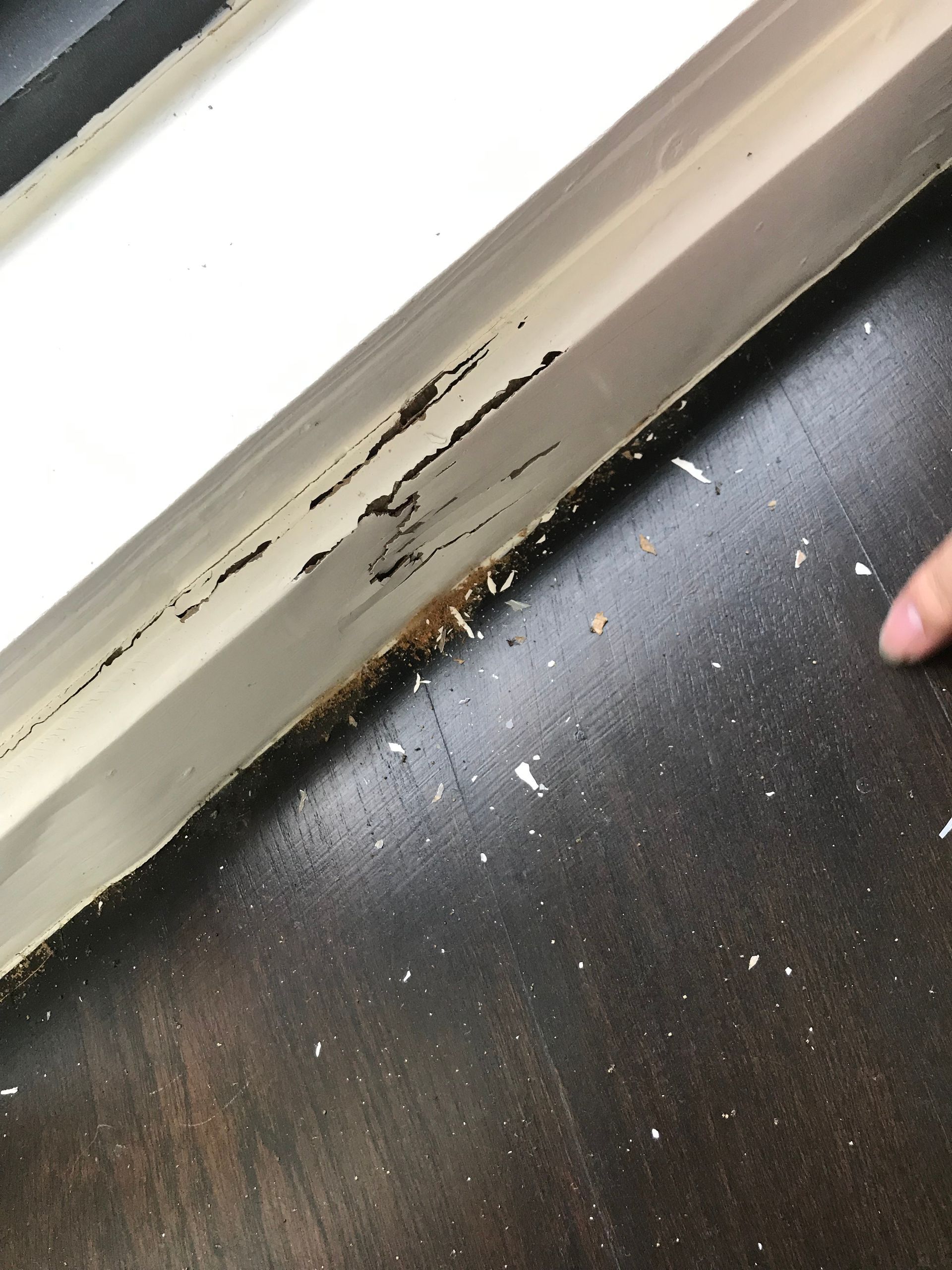 Termites damage of Wood skirting board. Wooden wall cornice decayed or damage after termites destroyed.