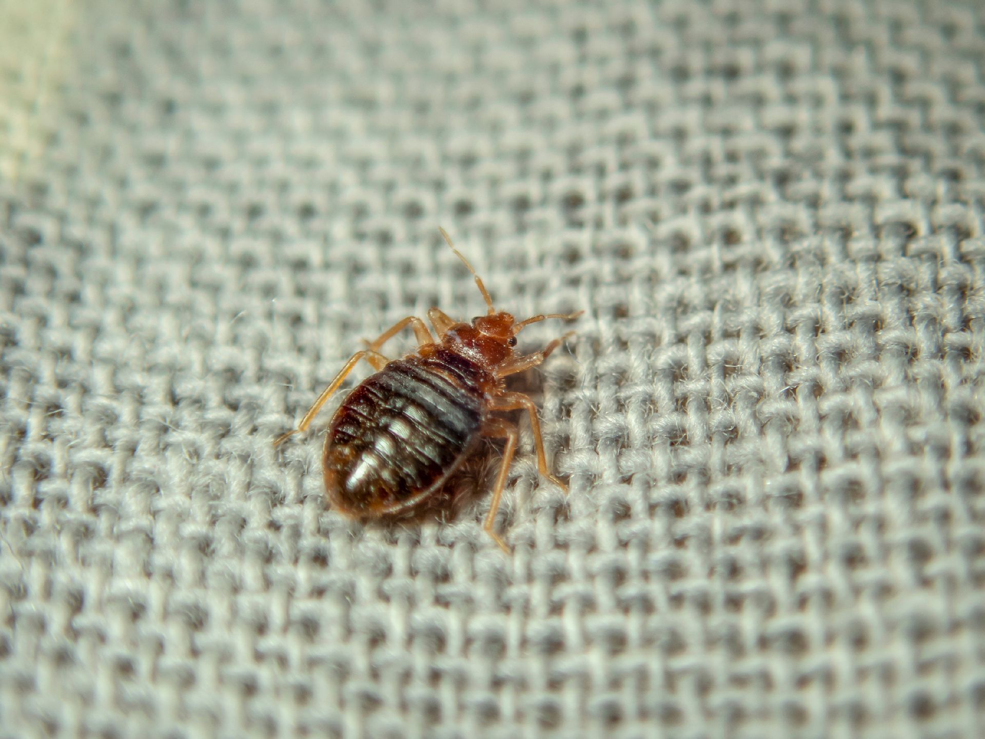 Bed bug crawling on the sheet.