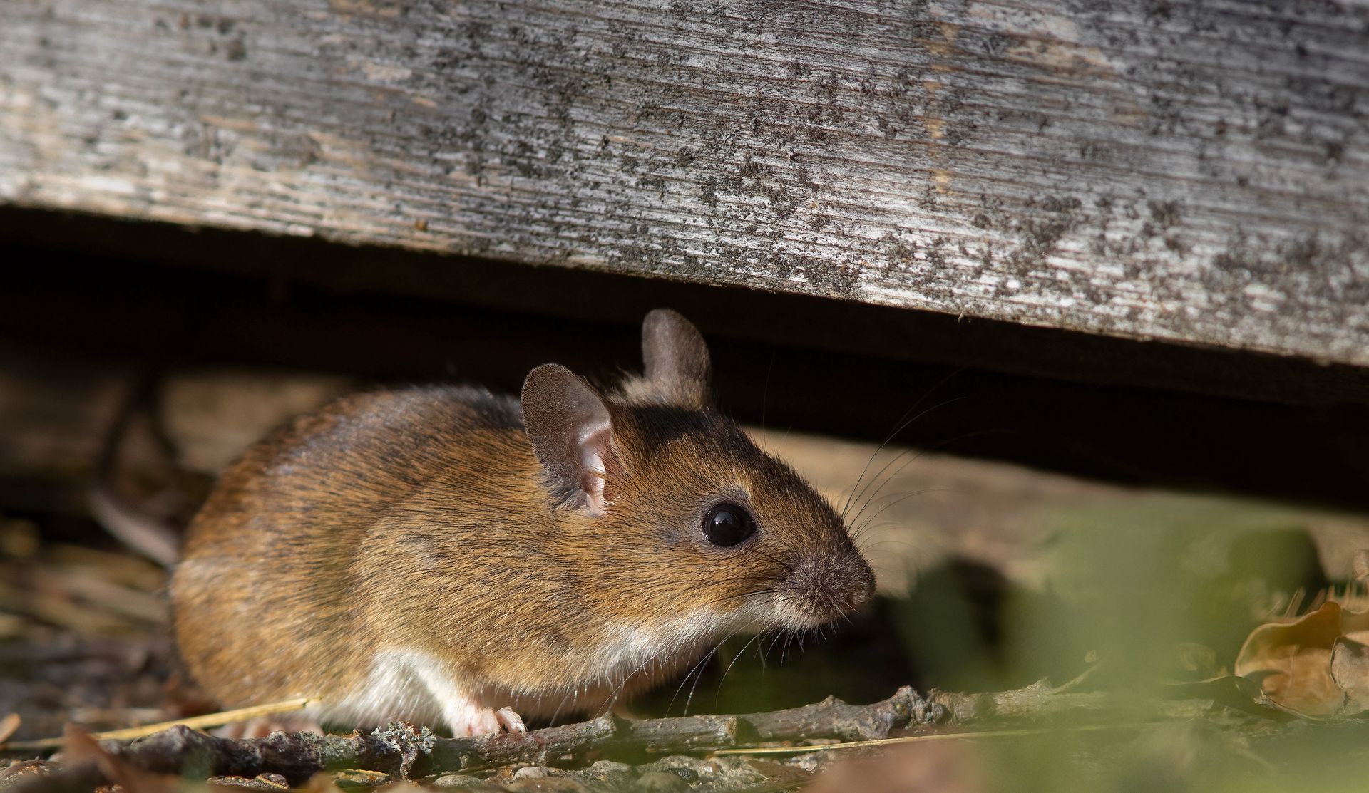 The yellow-necked mouse