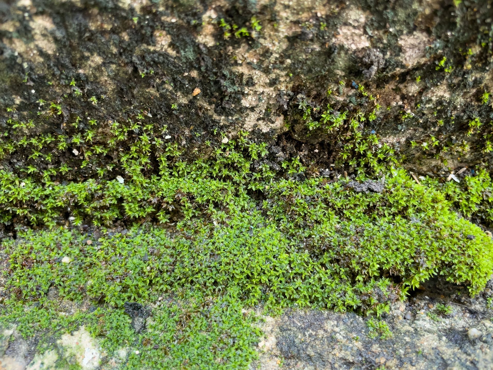 Moss grows well in high humidity areas.