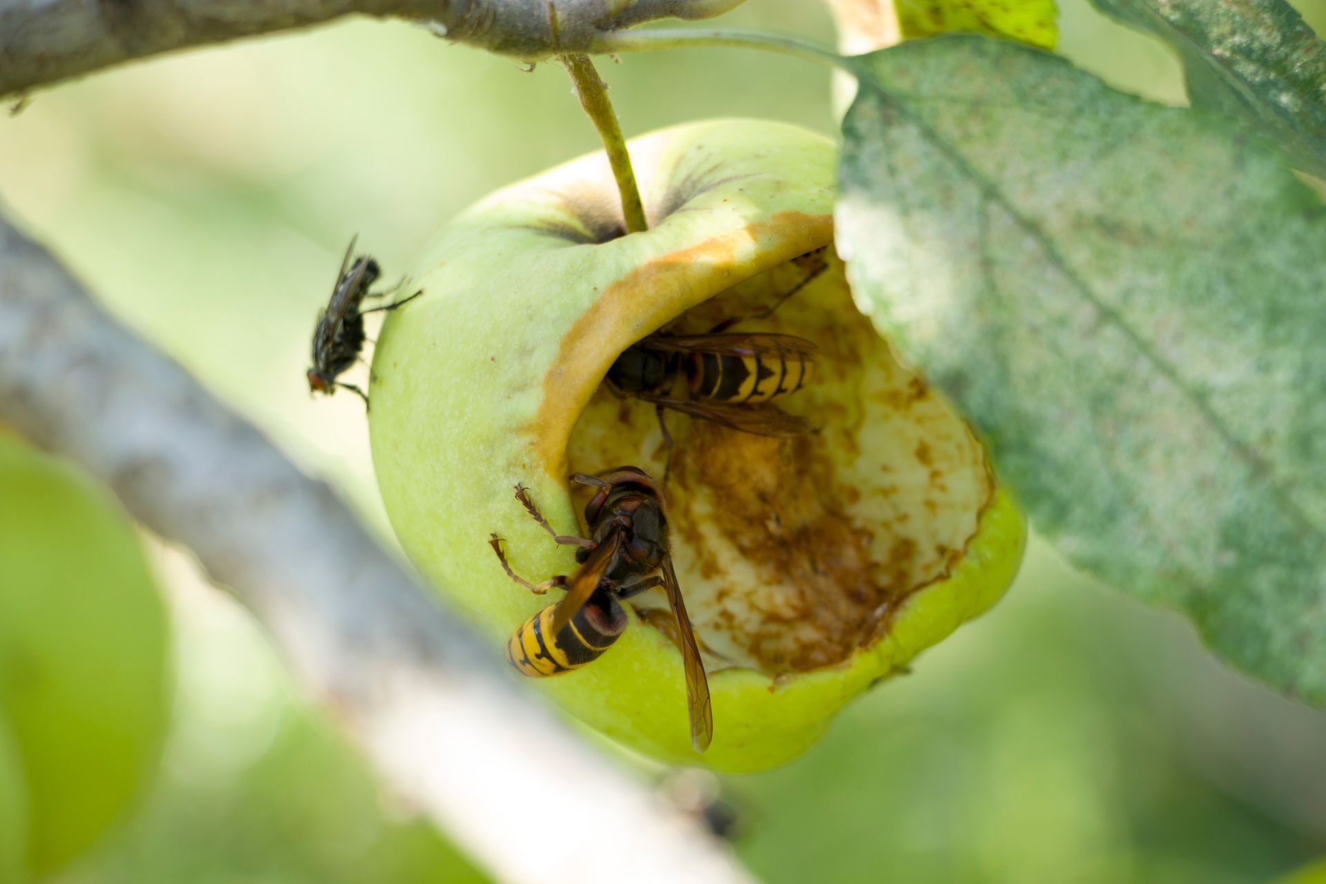 A wasp eats an apple on an apple tree. Wasps and flies eat an apple growing on a tree.