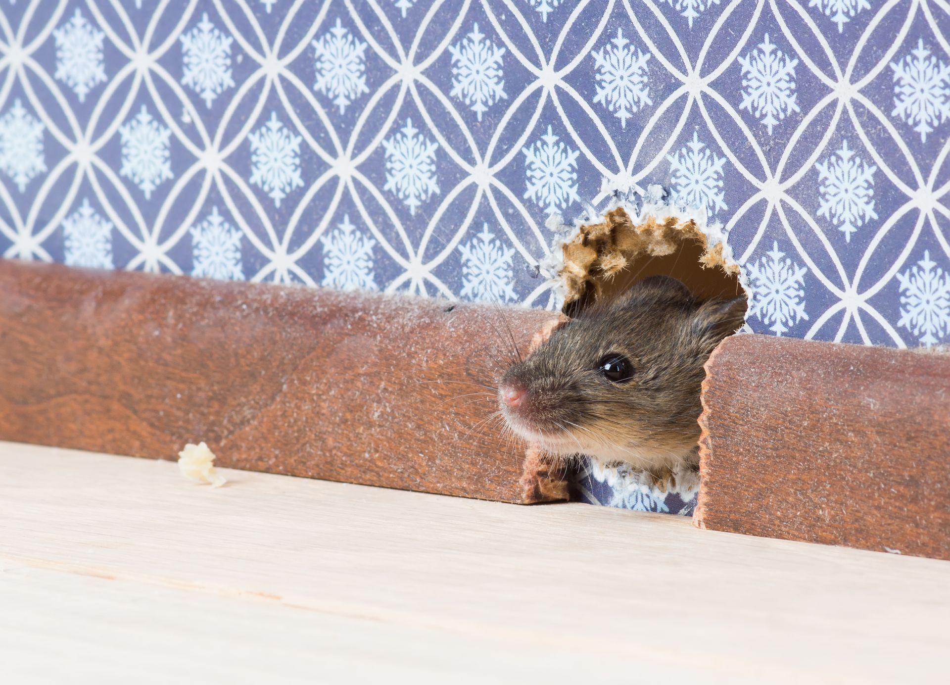 House Mouse (Mus musculus) gets into the room through a hole in the wall