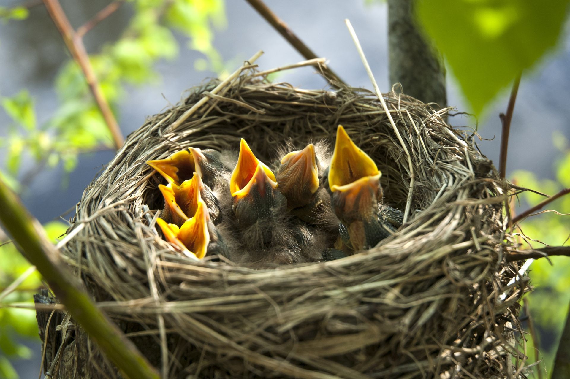 yellow open-mouthed birds in nest