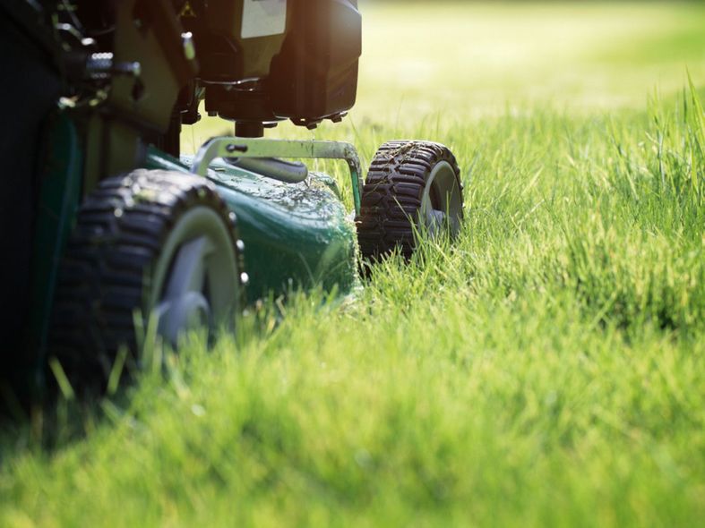 Lawn mower cutting tall green grass in a sunlit yard