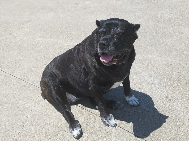 dog1
