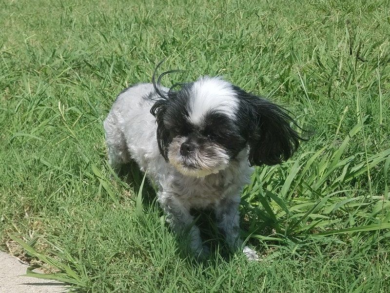dog2
