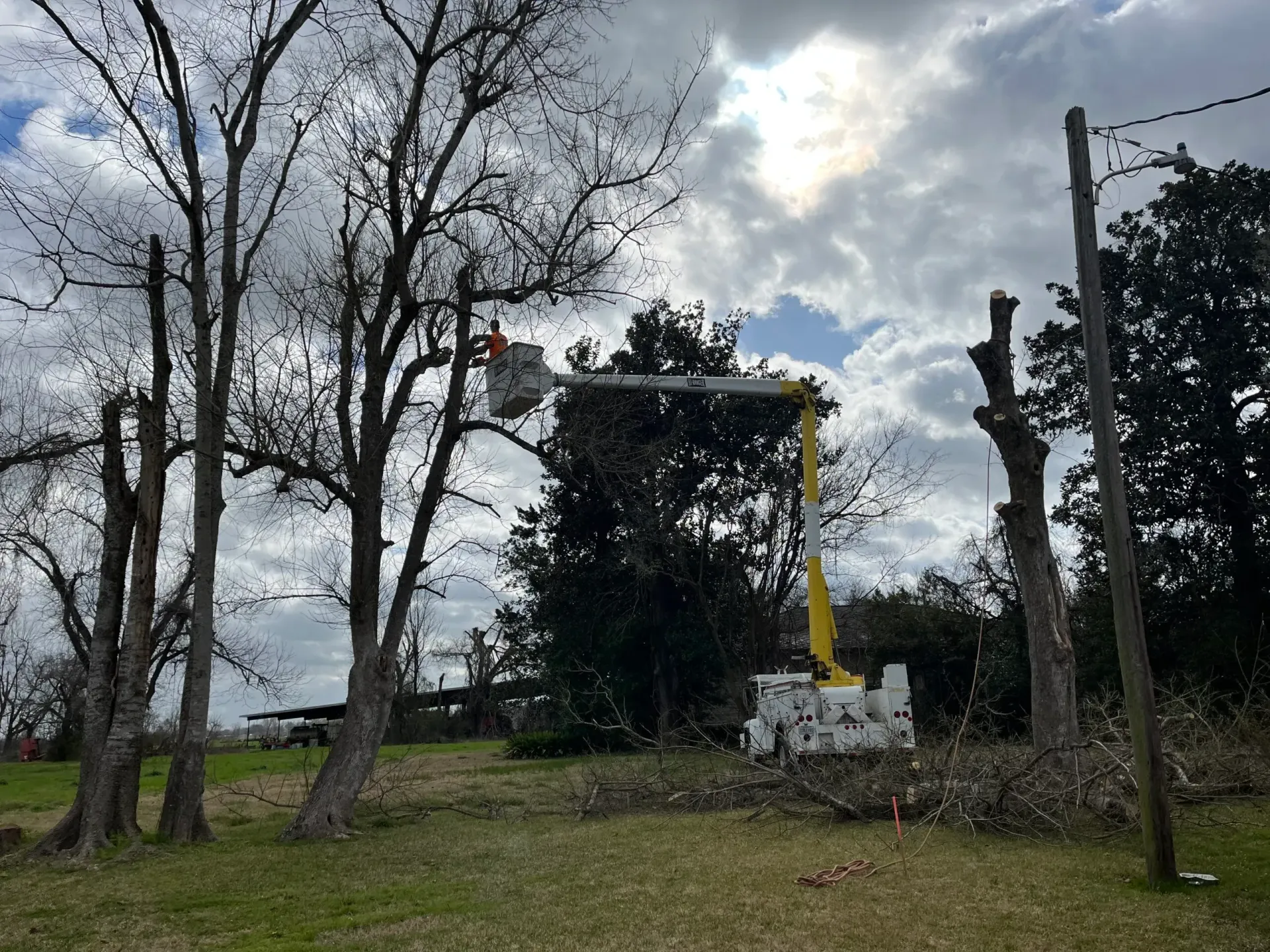 A man is cutting a tree with a crane in a field.