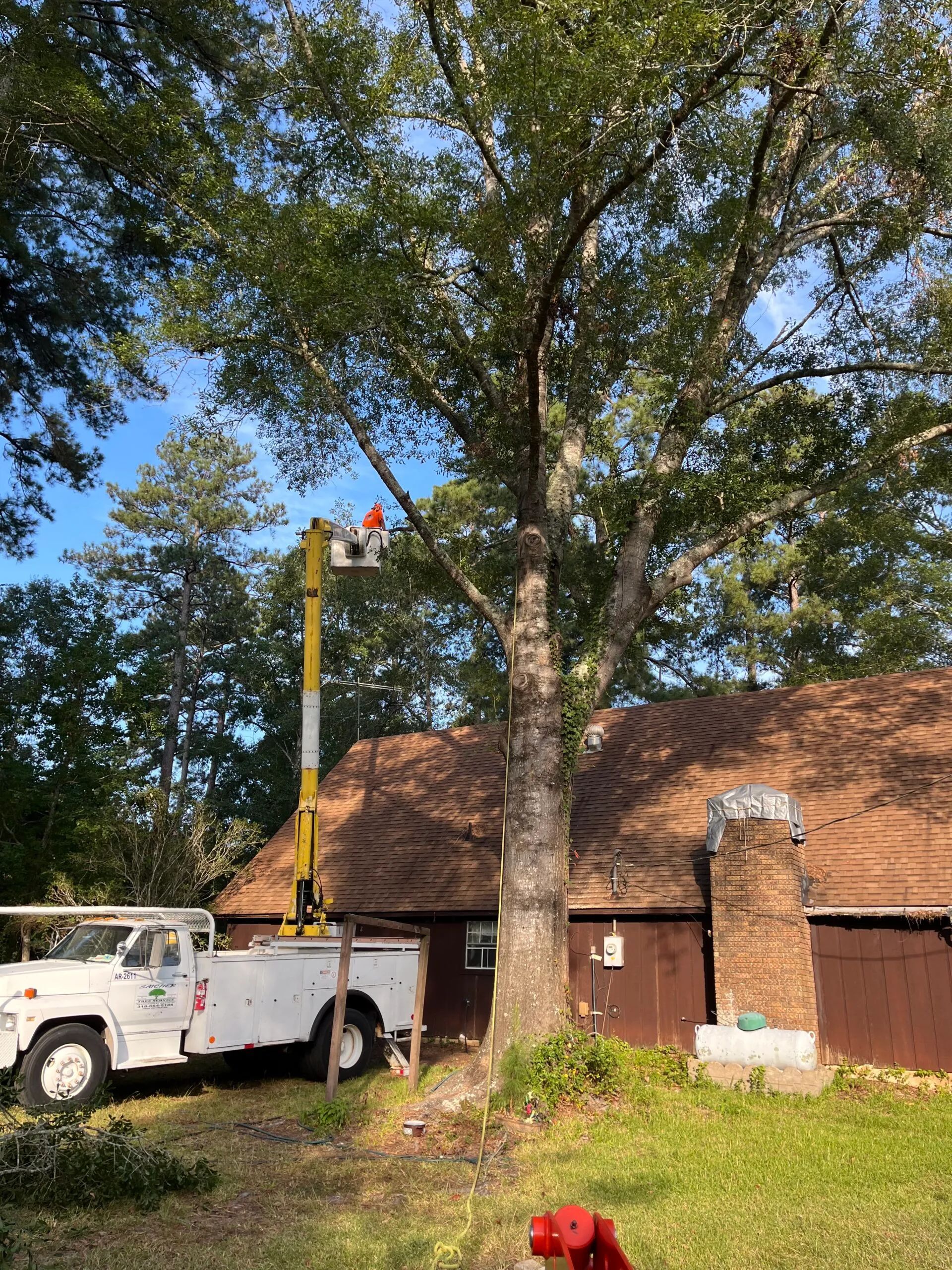 A tree surgeon is cutting a tree in front of a house.