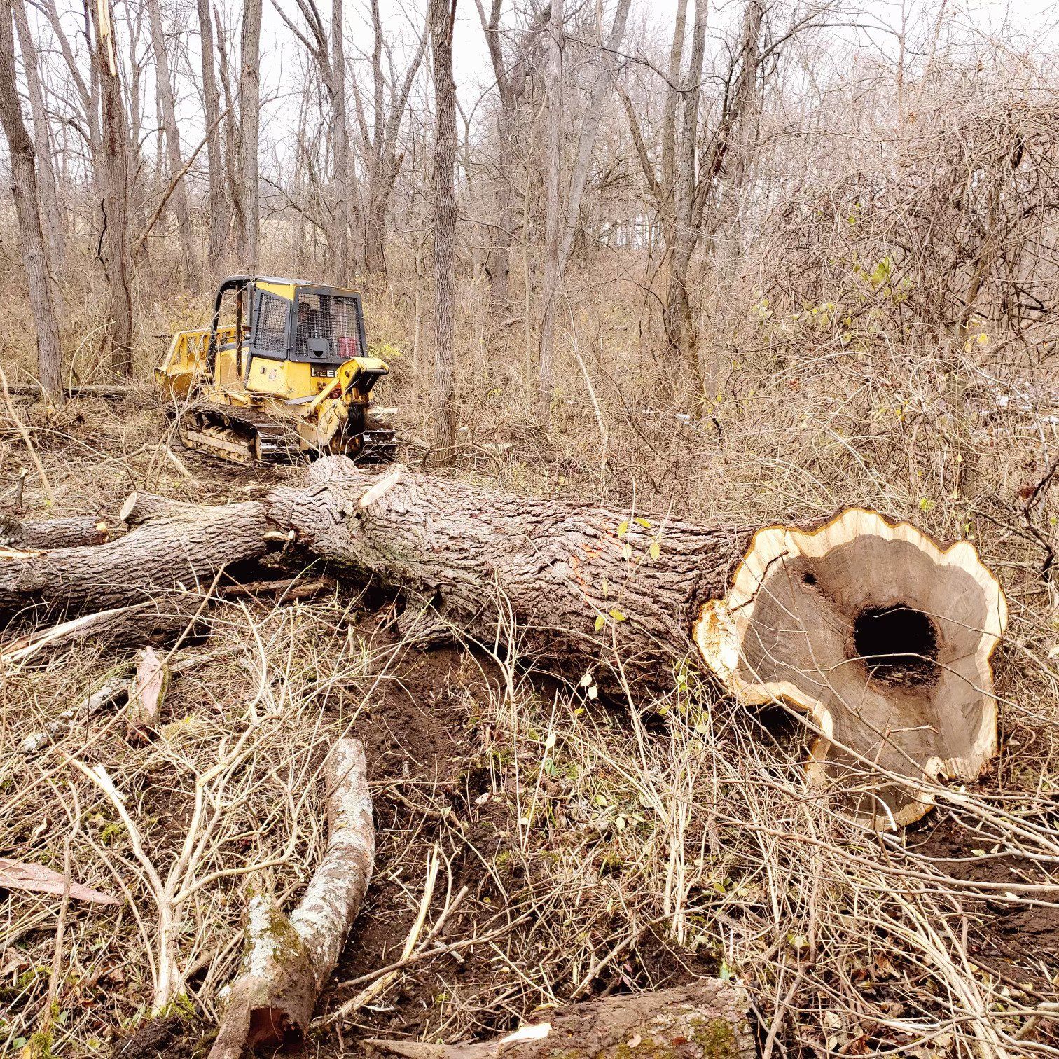 Columbiana County, OH, eastern ohio, Logging Compamy Selective Cutting Timber Management Services