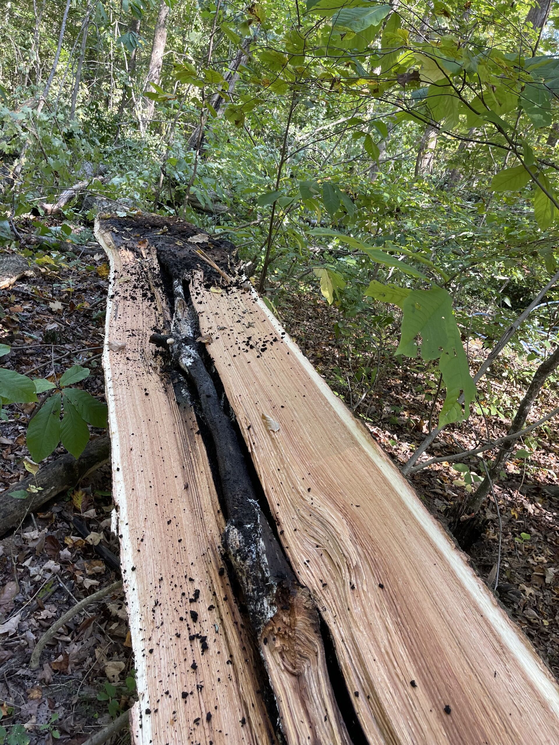 northeast ohio timber, OH, OHIO/PA line, old trees Timberohio.com Timber Management Services Alfred Miller Forest Management