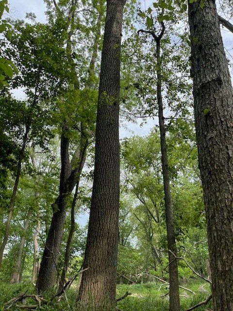 Allen County, OH timber and logging, large trees Timber Management Services Forest Management