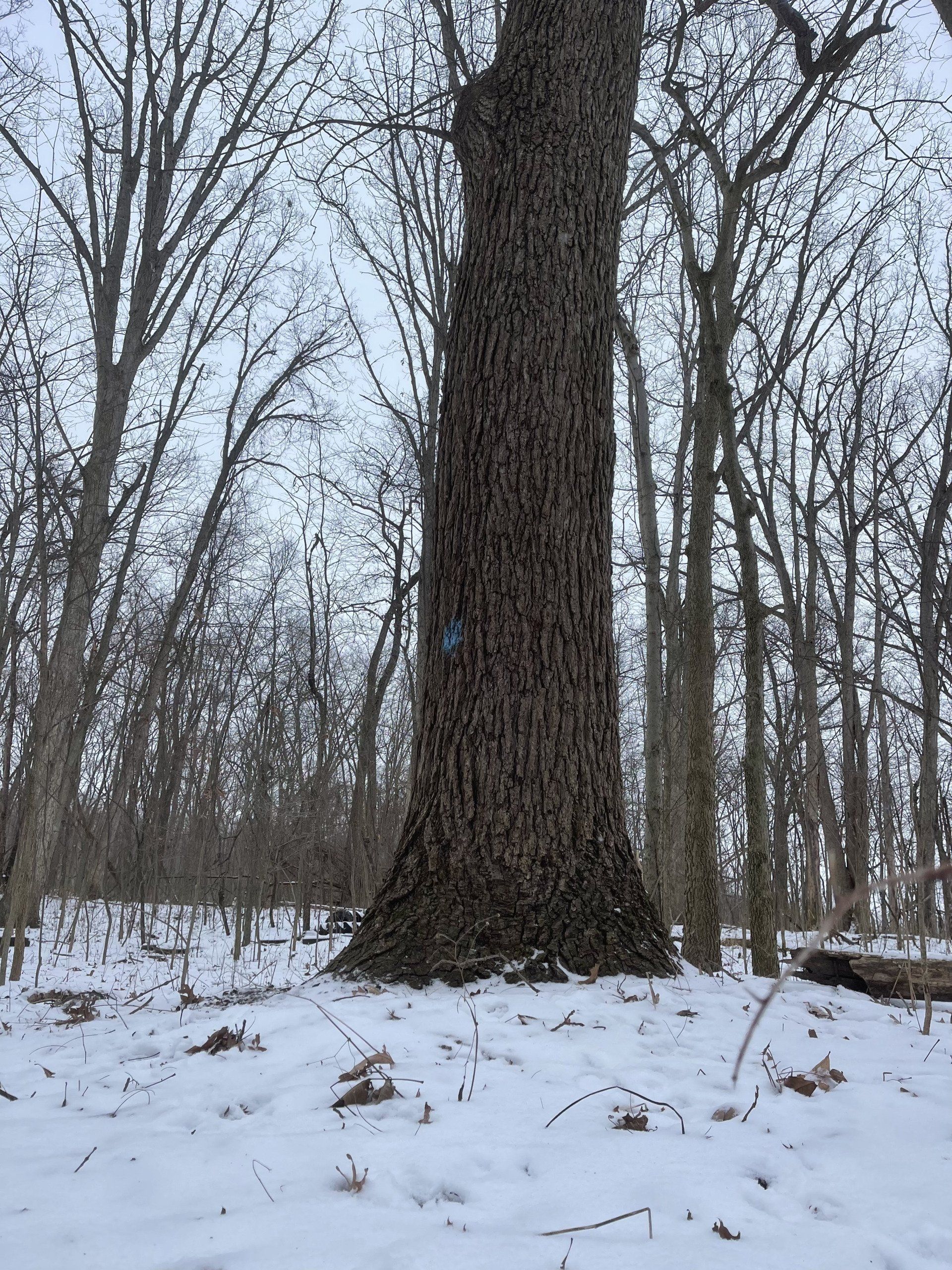 Protecting & Preserving Trees