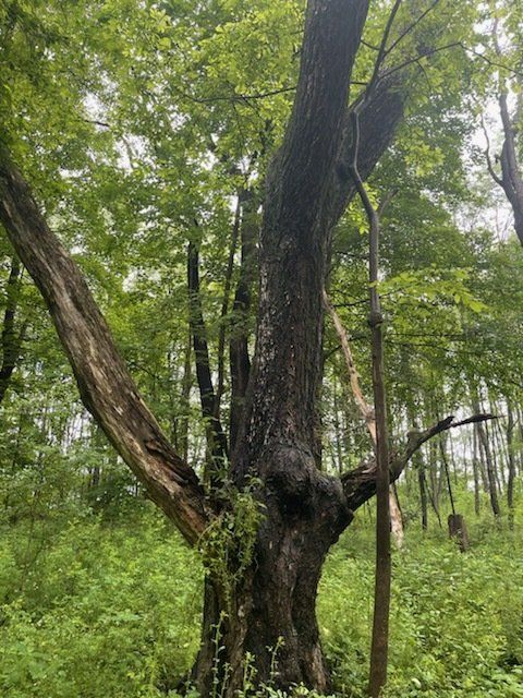 Randolph County IN logging and timber, purchasing land Timber Management Services Forest Management