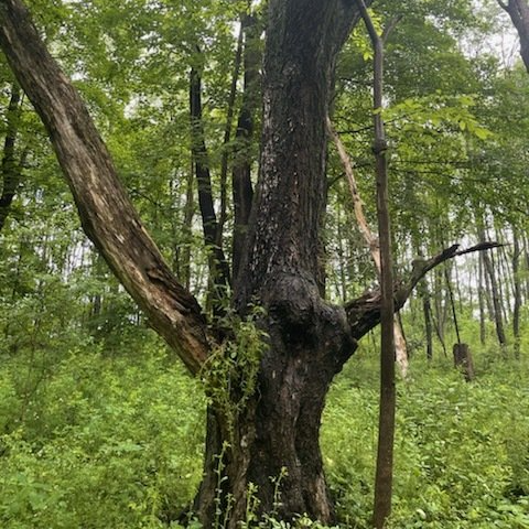 FOREST MANAGEMENT