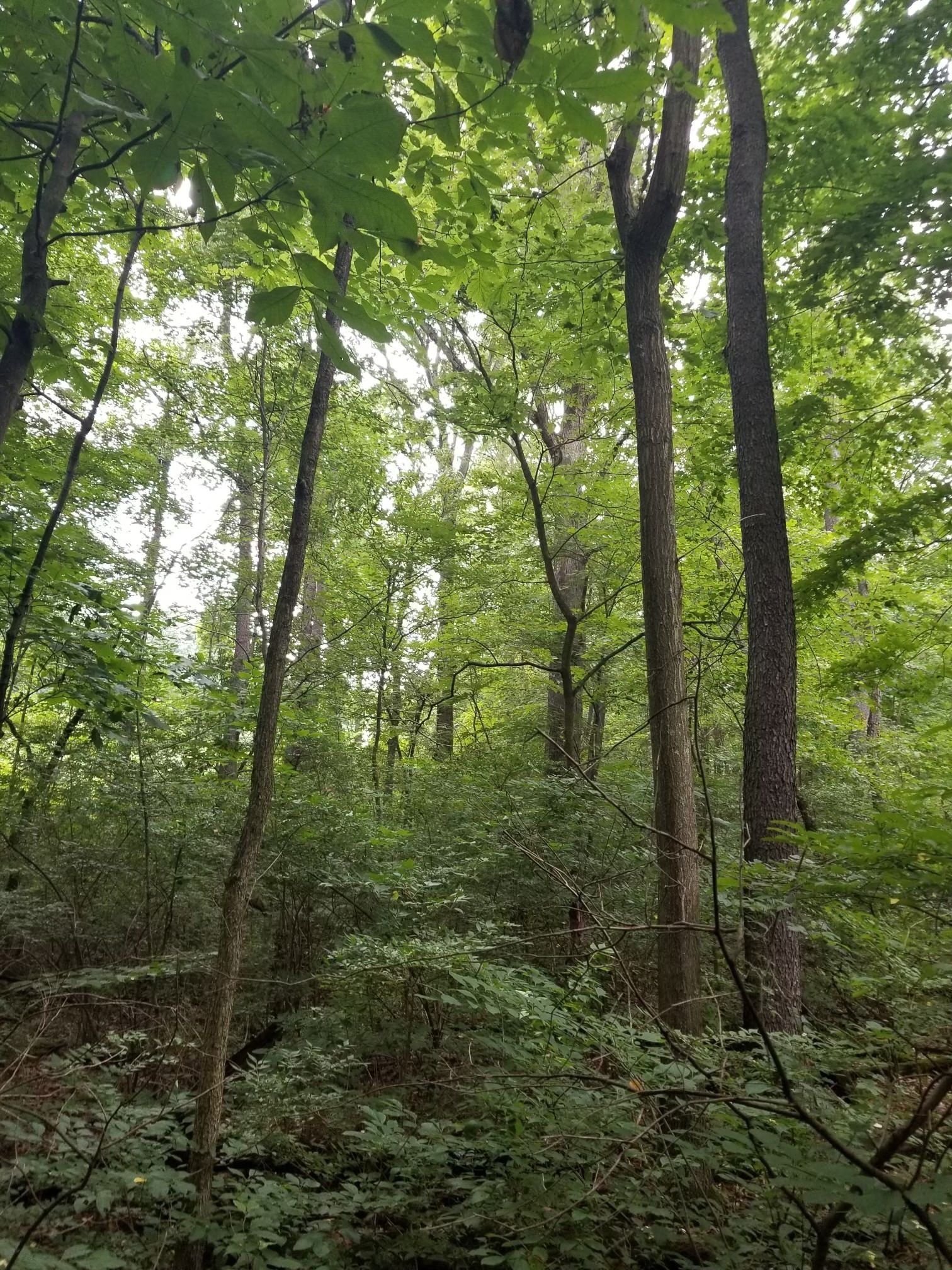 Adams County Indiana logging and timber, Wooded Property Timber Management Services Alfred Miller Forest Management