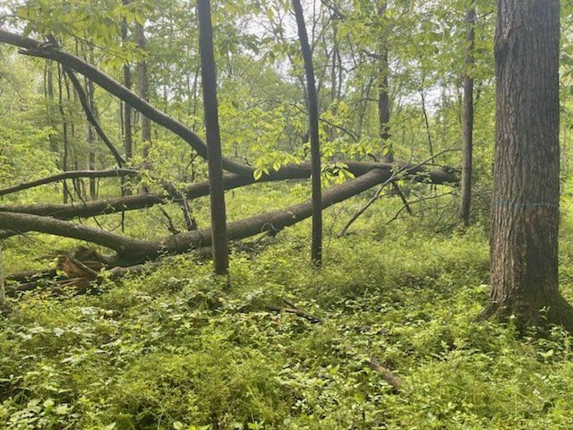 Auglaize County OHIO logging and timber, land Timber Management Services Forest Management