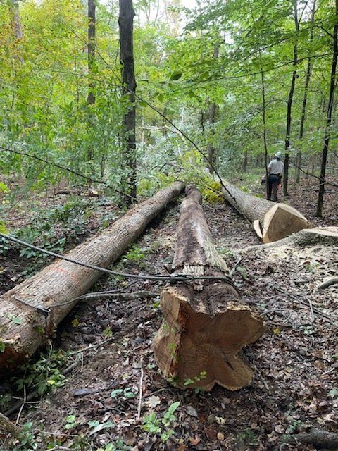 Hardin County, oh logging and timber, 5 - 50 ares Timber Management Services Forest Management