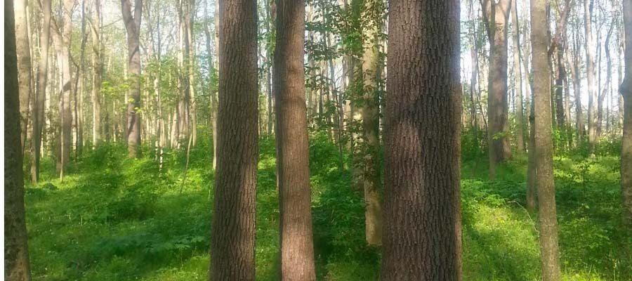 TIMBER LAND