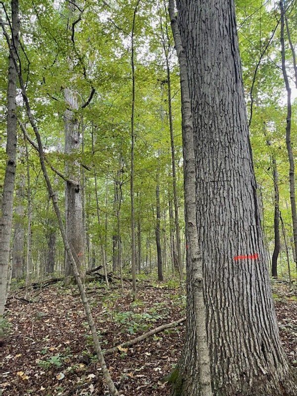 southwest MI timber, Saint Joseph County, MI, black walnut, timber buying in Michigan, purchasing farms Timber Management Services Forest Management