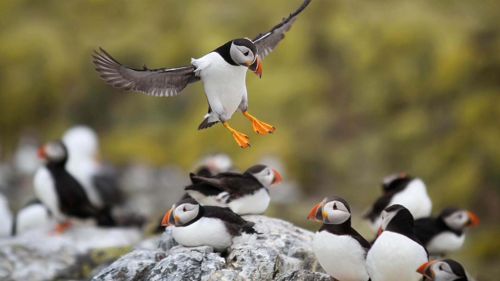 Farne Islands Farne Islands