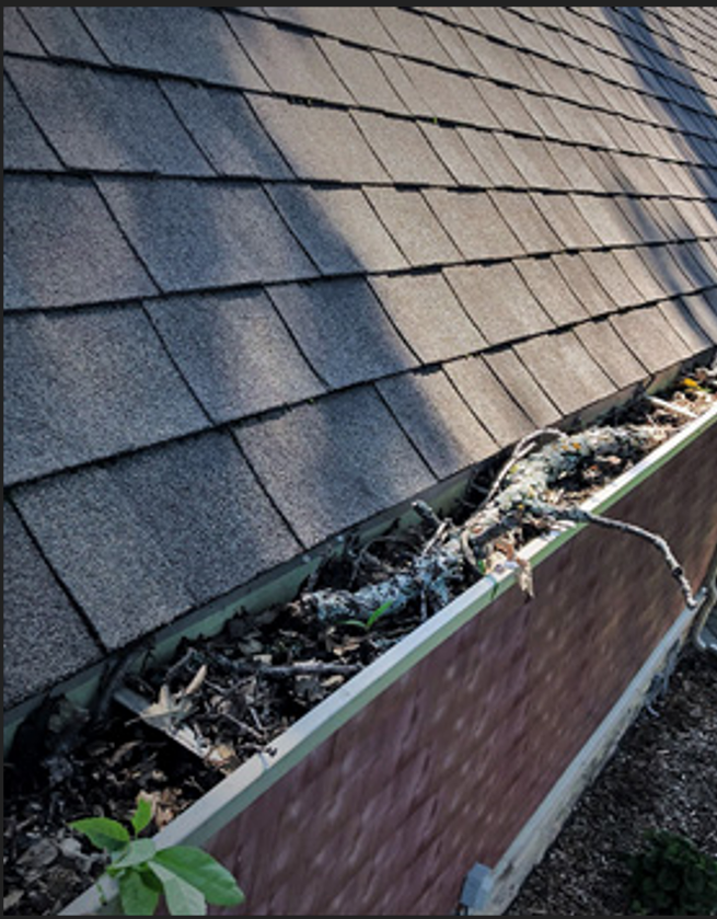 A rain gutter filled with dry leaves, twigs, and debris, positioned along the edge of a shingled roof.