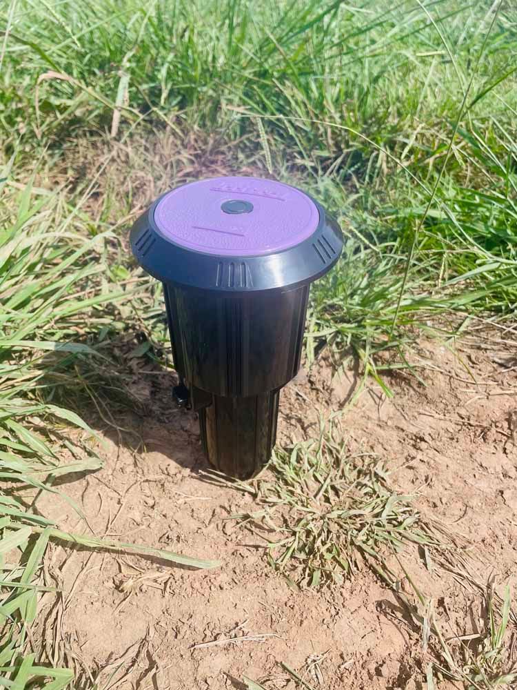 Purple-topped sprinkler head in the dirt, surrounded by green grass.