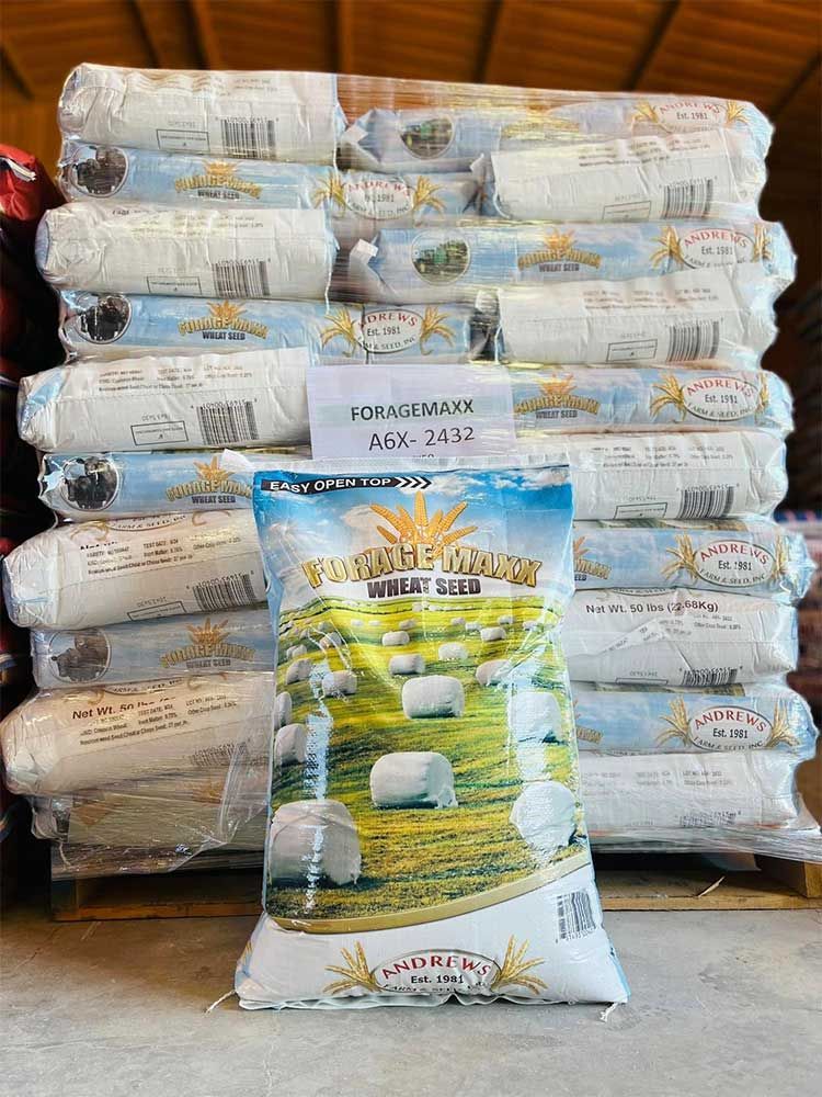 Wheat Seed