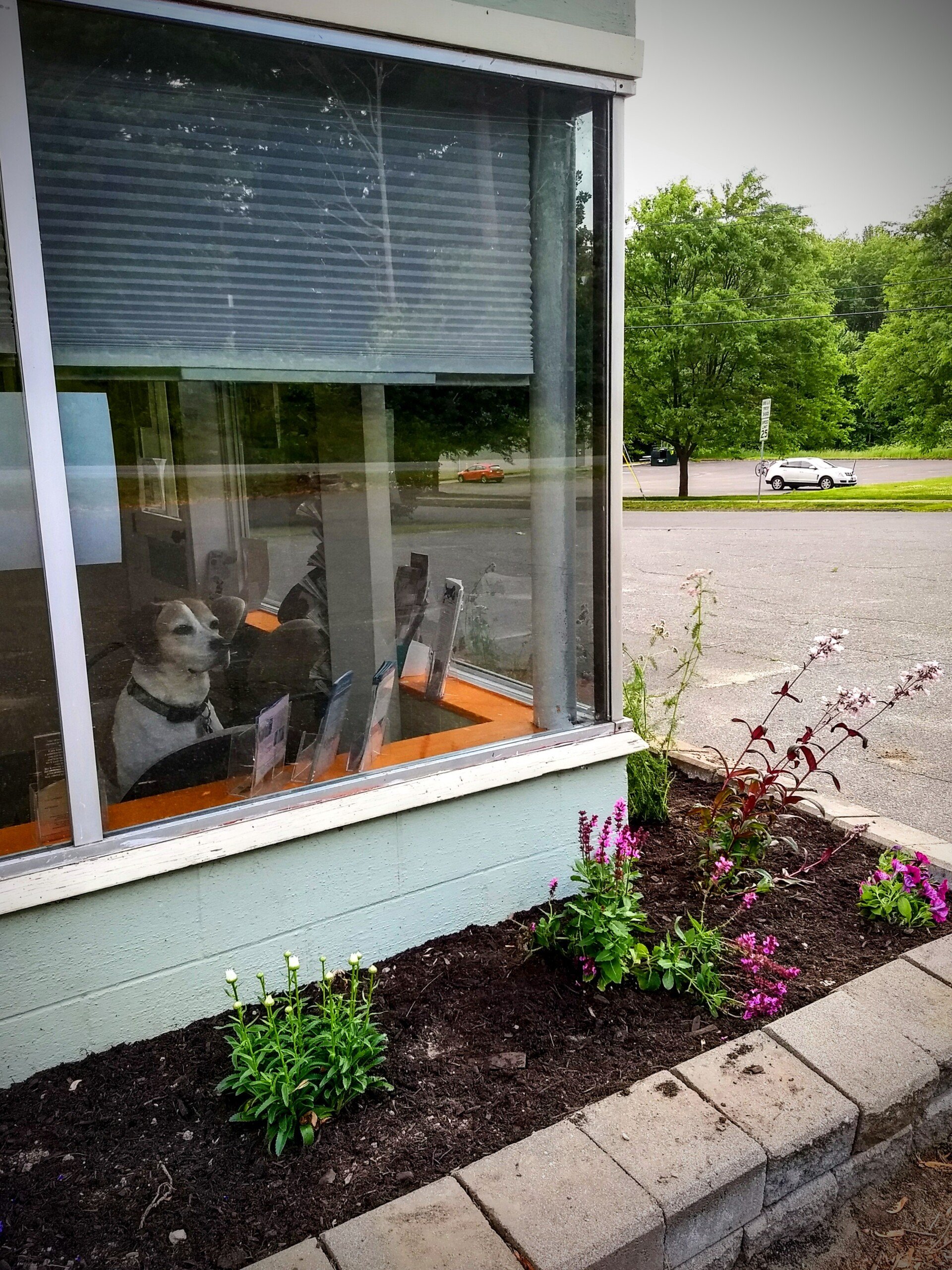 Greenfield Veterinary Clinic Home