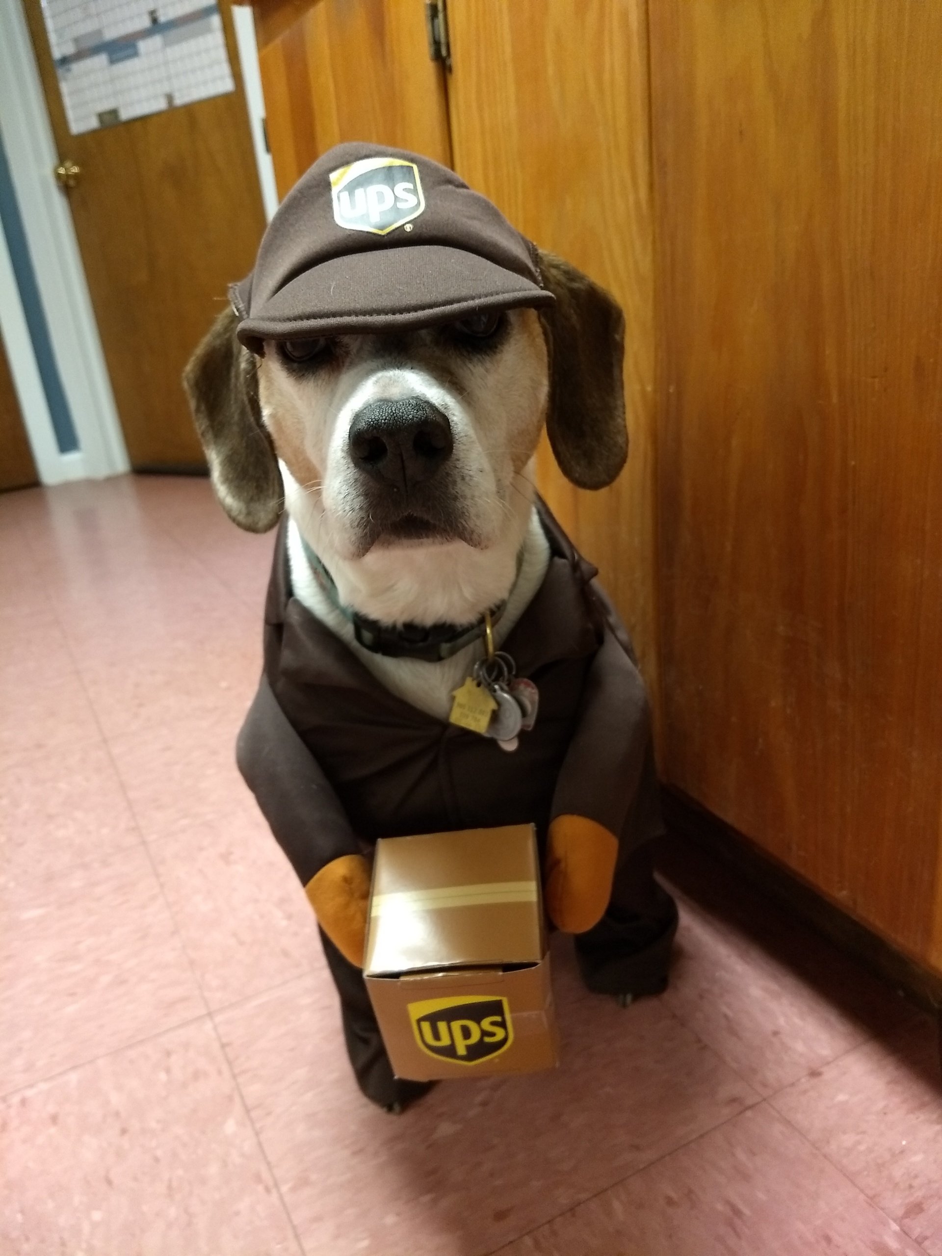 Greenfield Veterinary Clinic Home