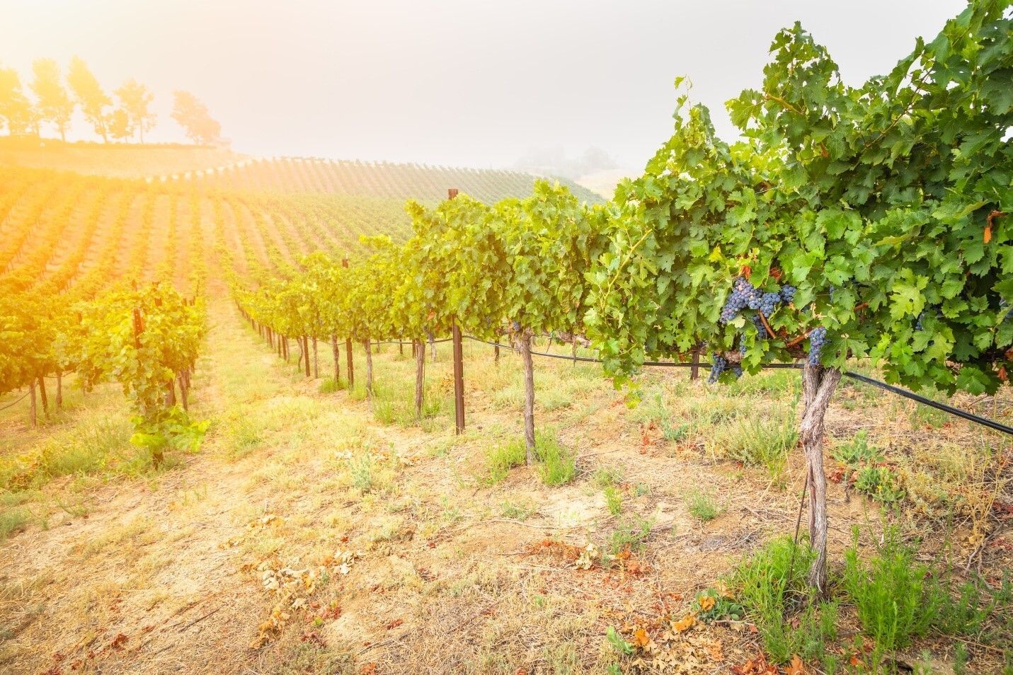 Sonoma Wineries