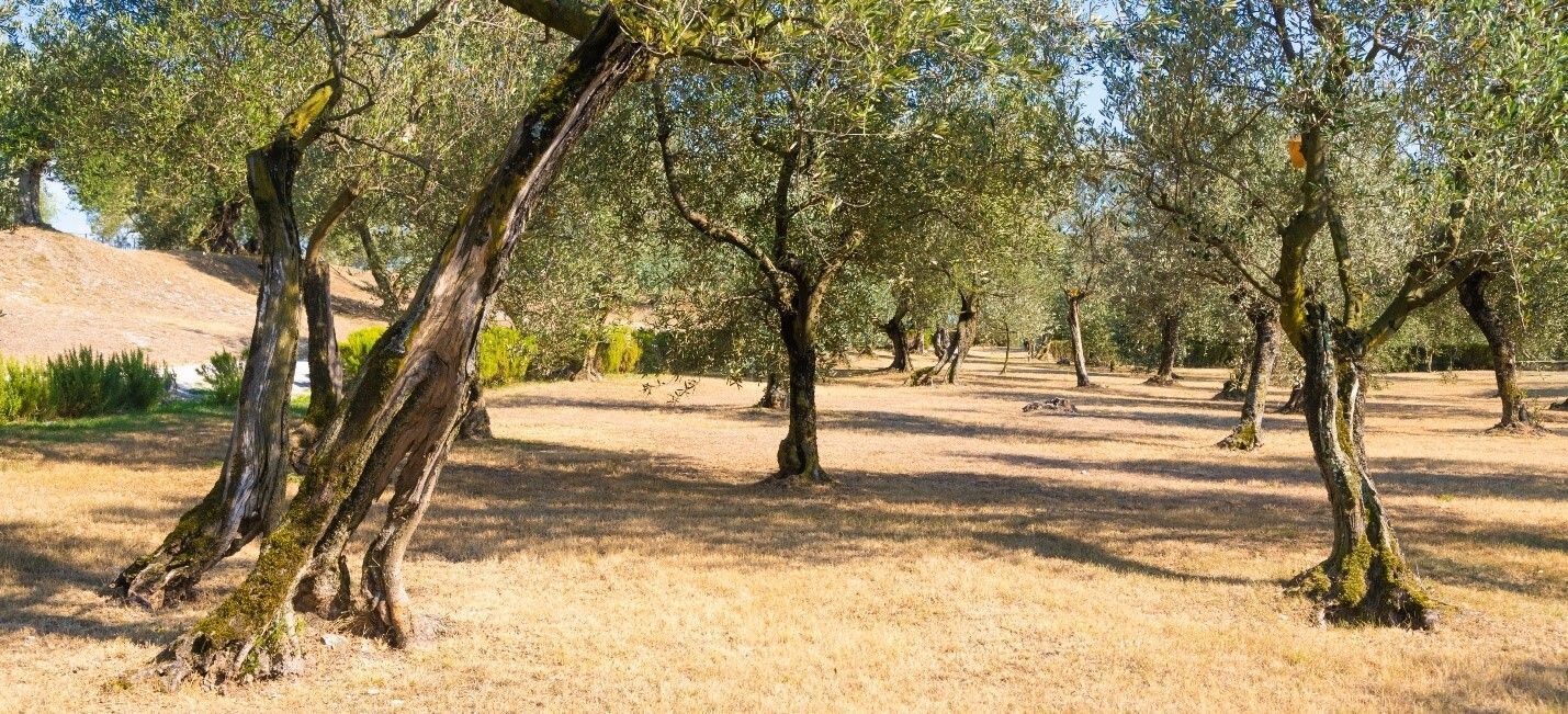 olive terees