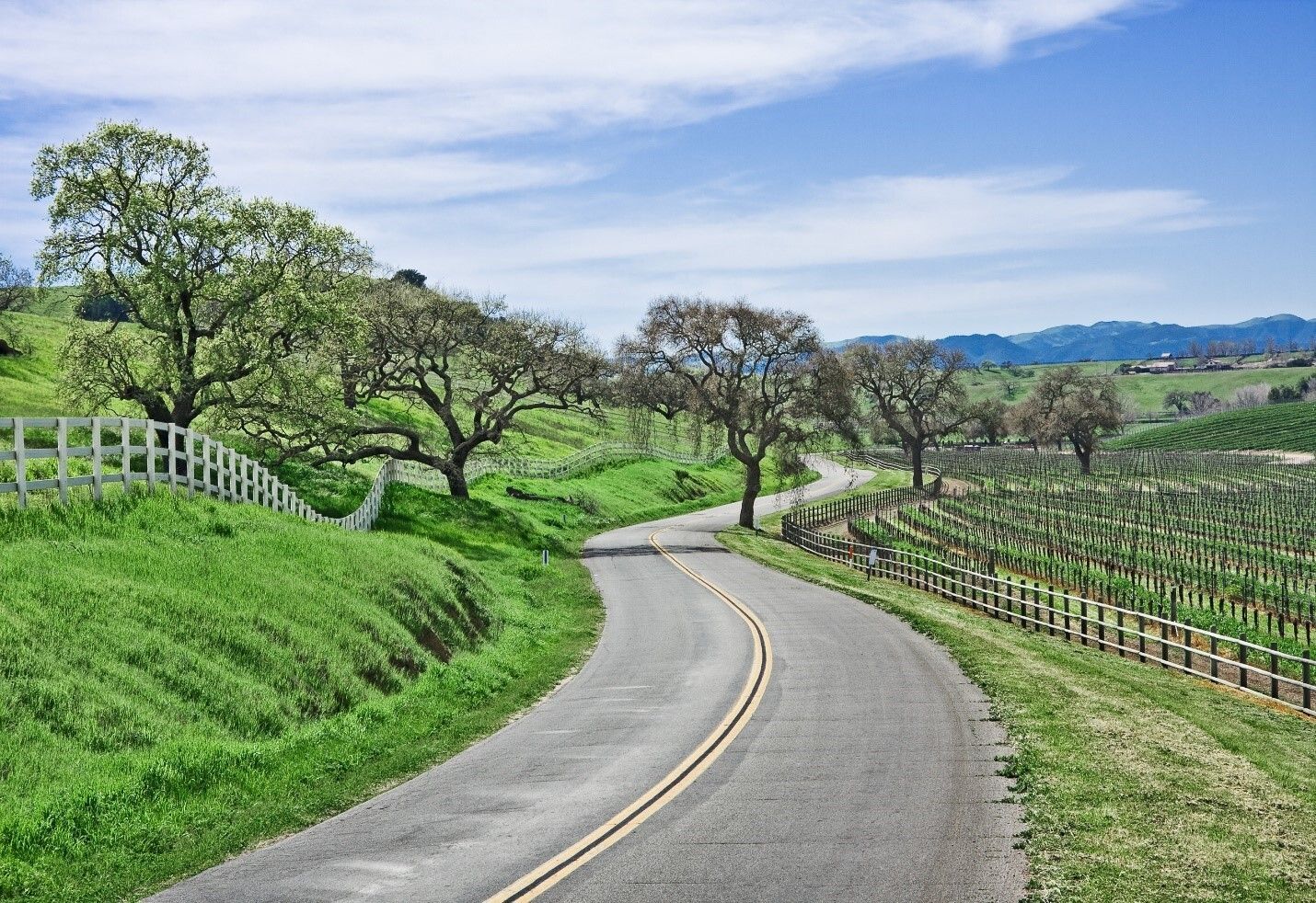 Road With Trees
