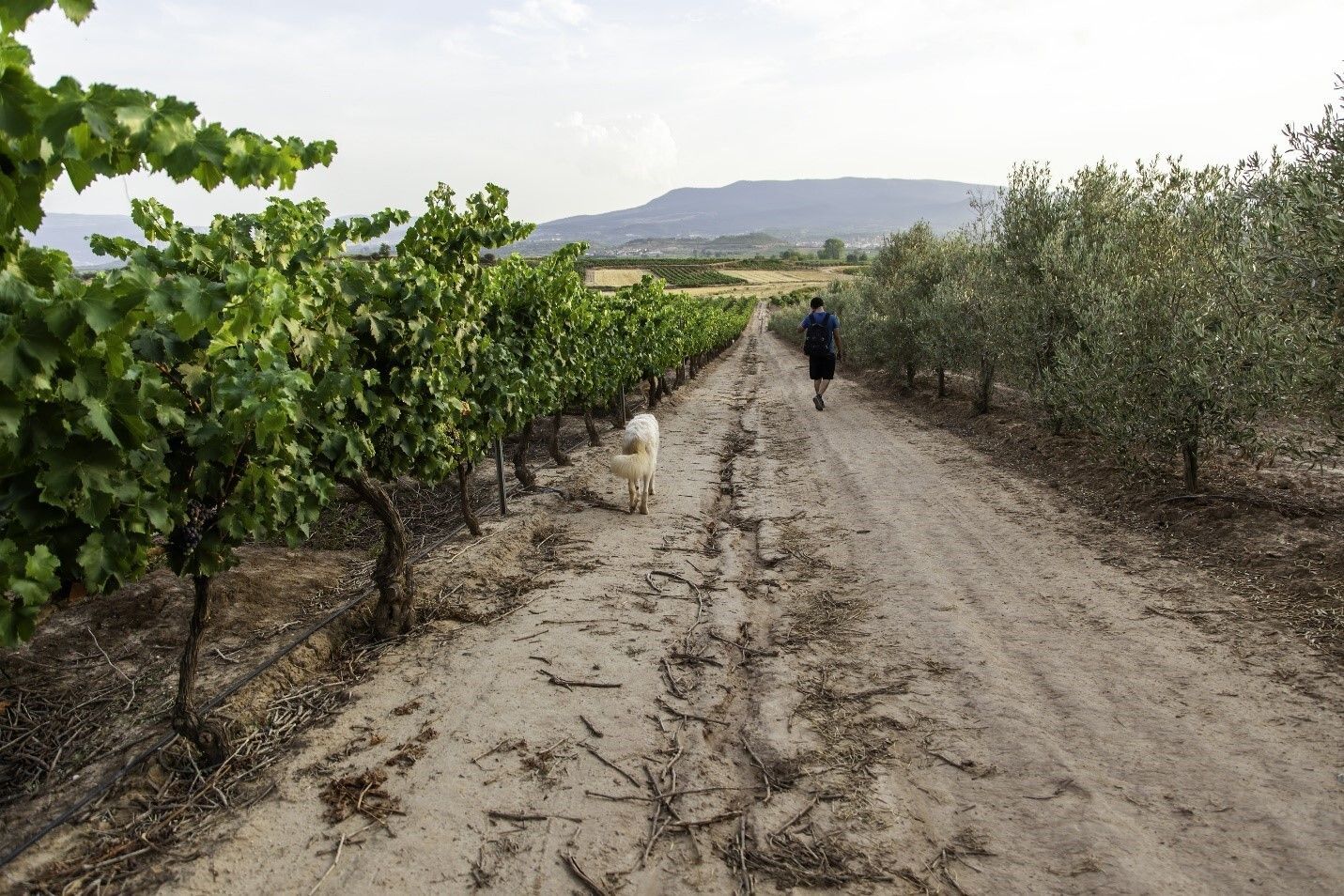 dusty road on a vineyard
