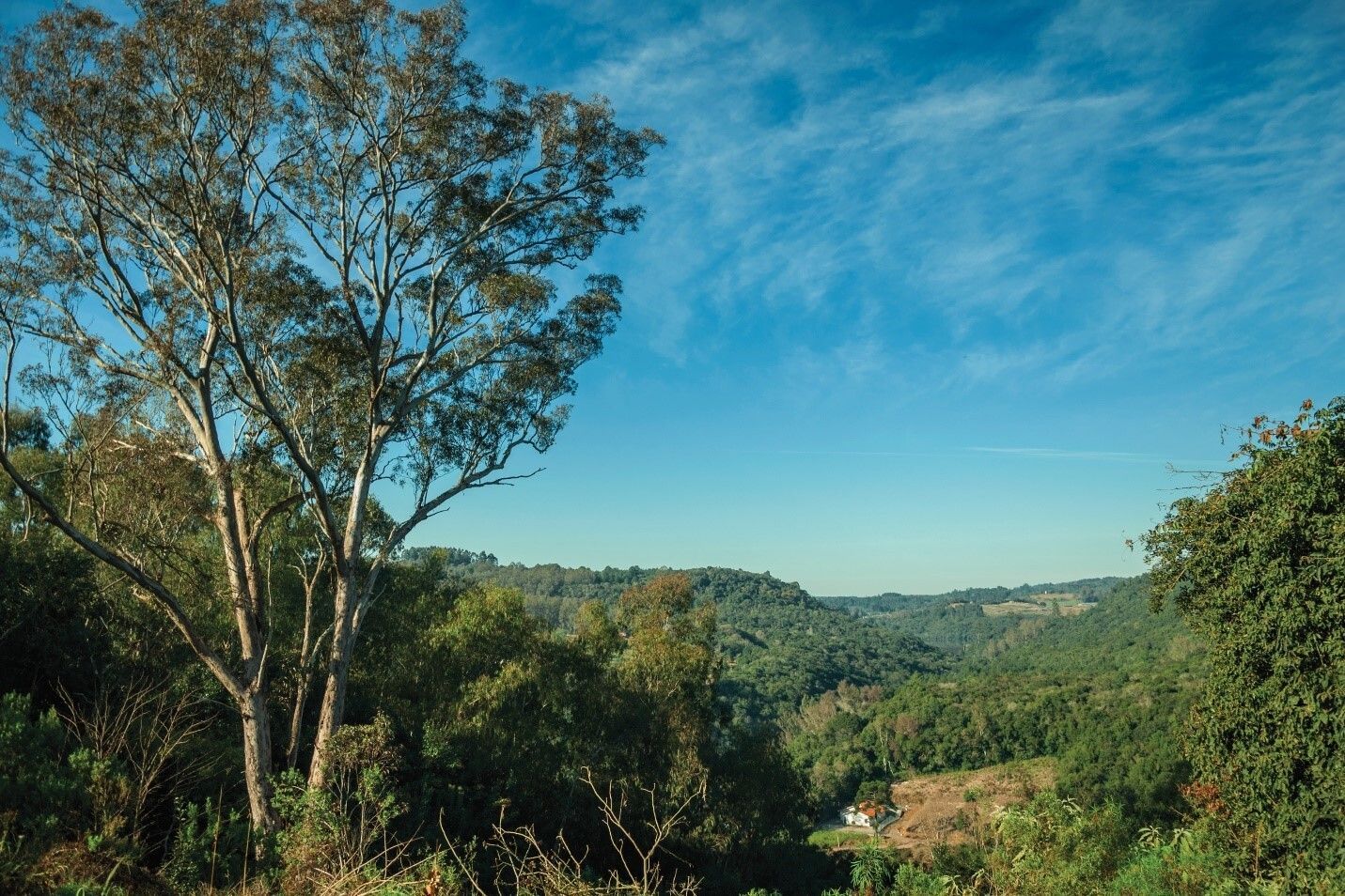 Woodlands