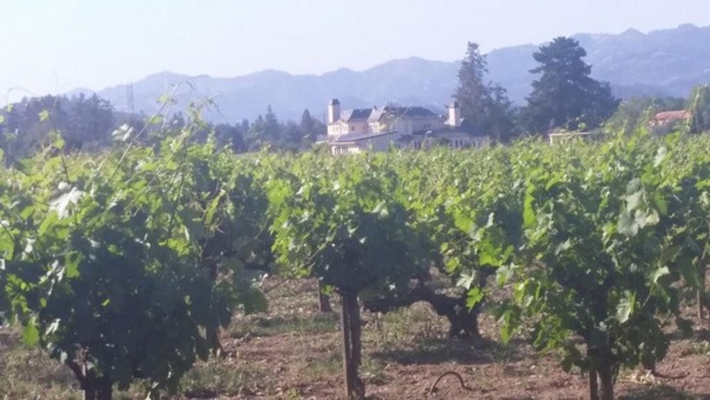 close up of a wine vineyard