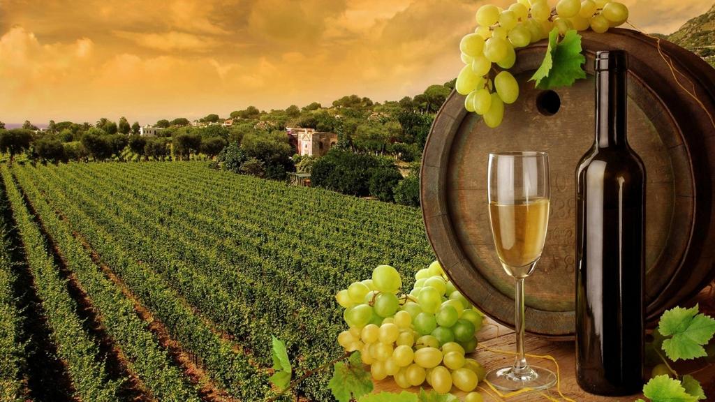 rows of grape vines with a bottle of wine and a wine glass