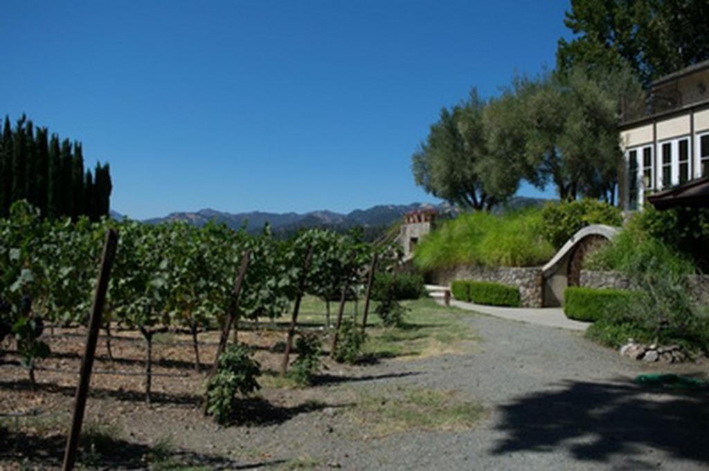vineyard with a house to the left