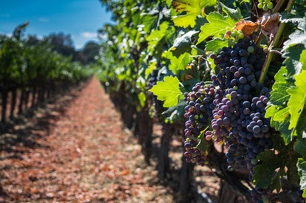 purple grapes in a vineyard