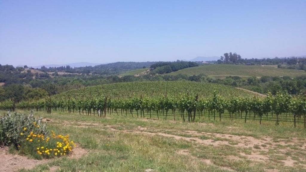 vineyard with dusty trail