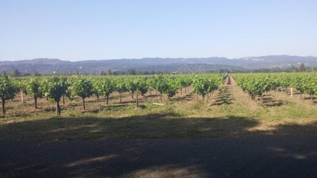 grape vineyard with mountains in background
