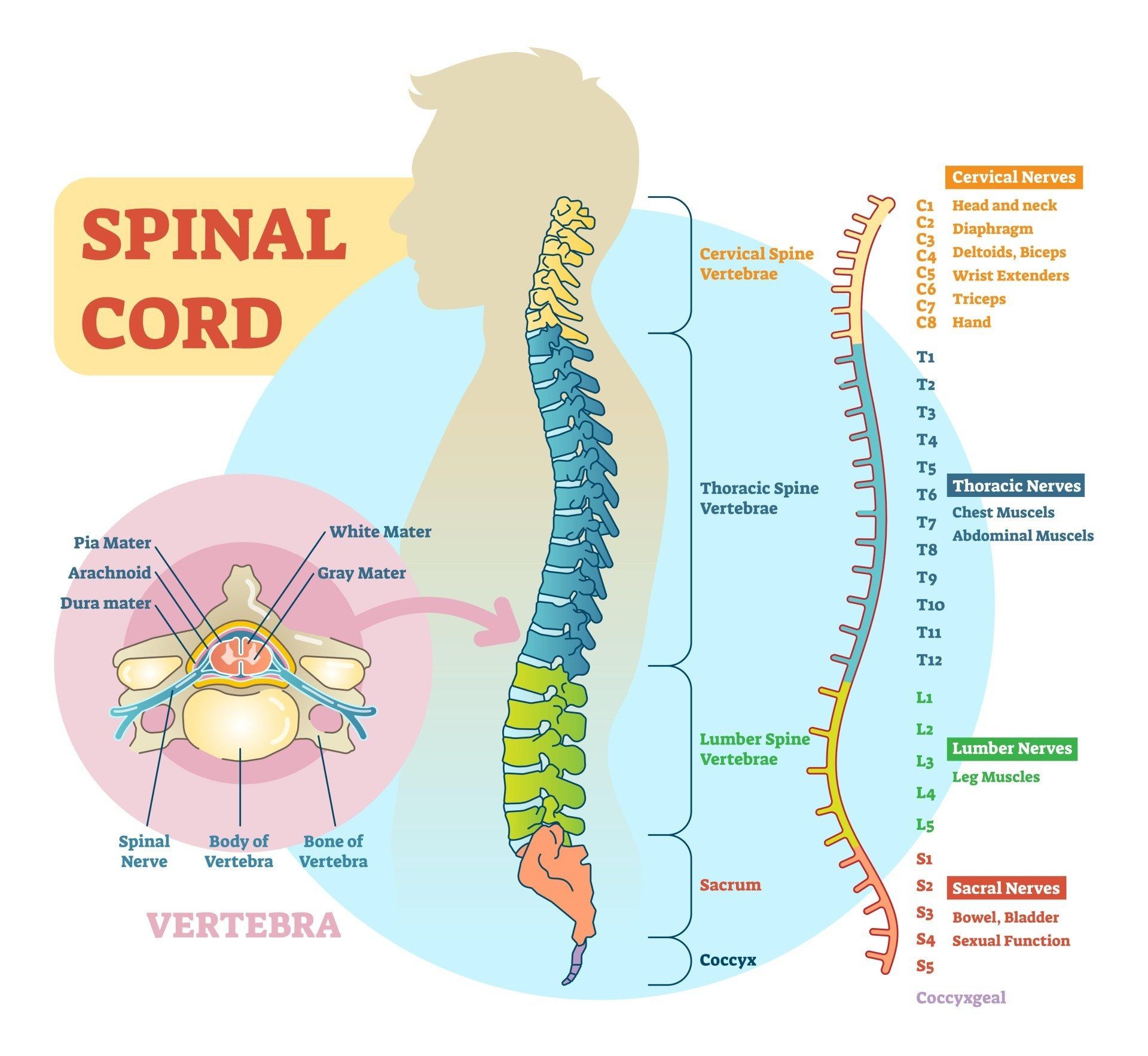 Whole Spine MRI