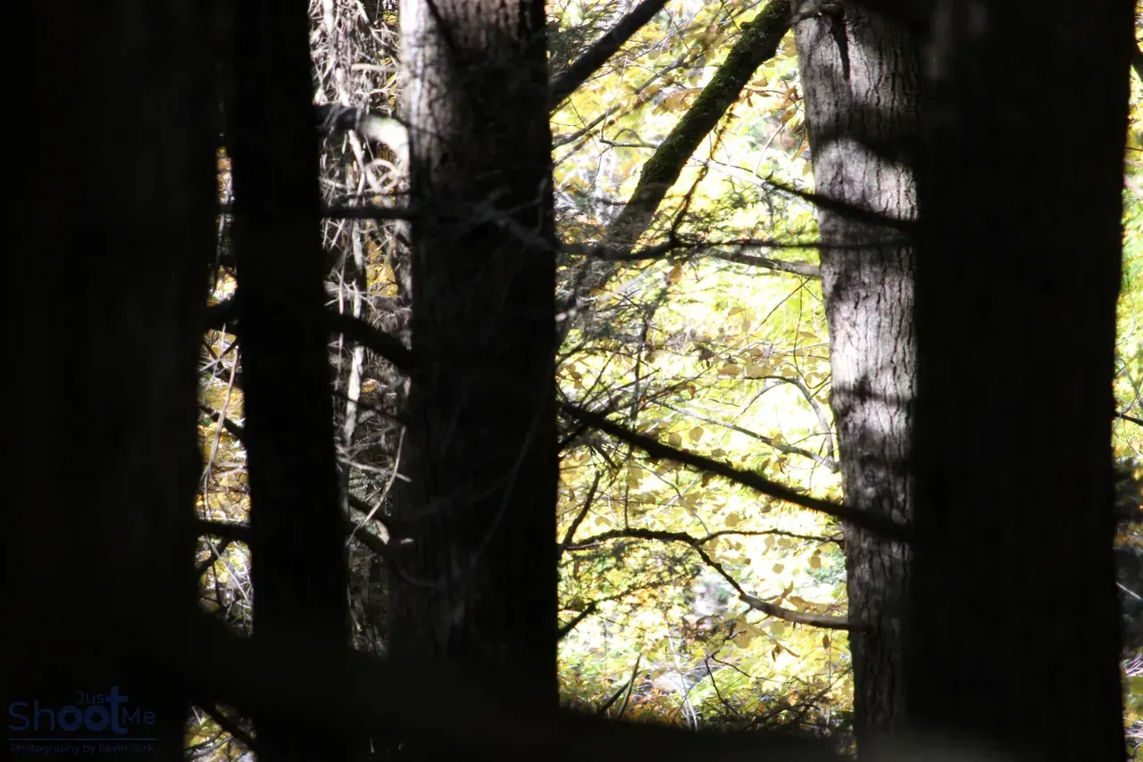 Looking through dark, silhouetted tree trunks into a sunlit forest with bright yellow and green autumn leaves.