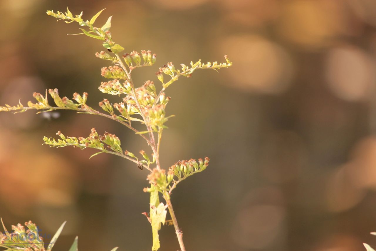 Close-up of a goldenrod plant in bloom against a softly blurred, warm-toned autumnal background.