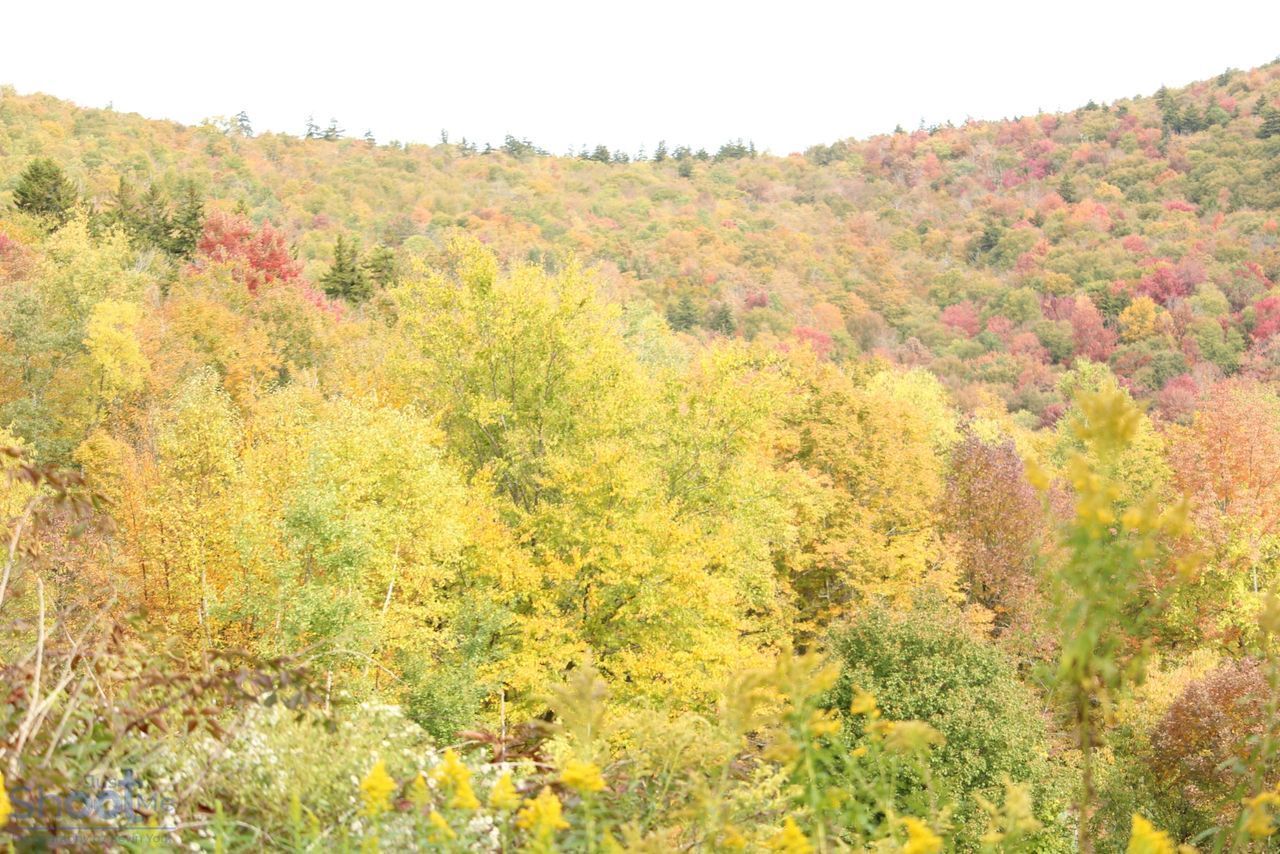 A hillside landscape covered in dense forest foliage displaying vibrant autumn colors of yellow, orange, and red.
