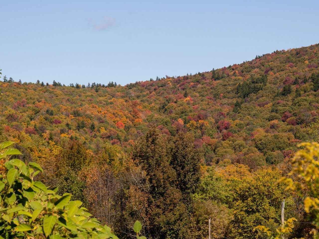 A lush mountainside covered in dense, vibrant autumn foliage, ranging from deep green to bright orange and red.