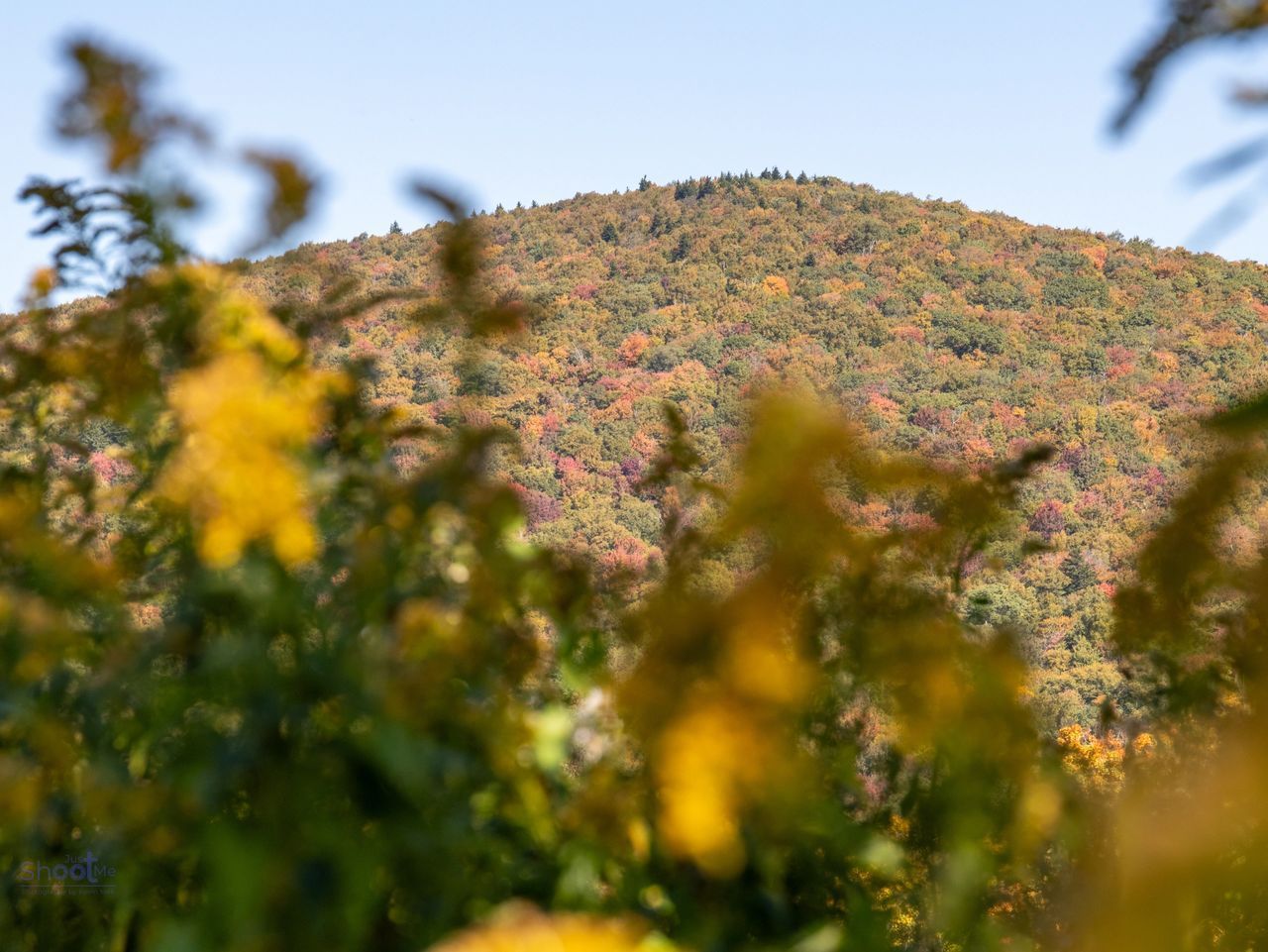 A mountain covered in autumn foliage, viewed through soft-focus yellow wildflowers in the foreground.