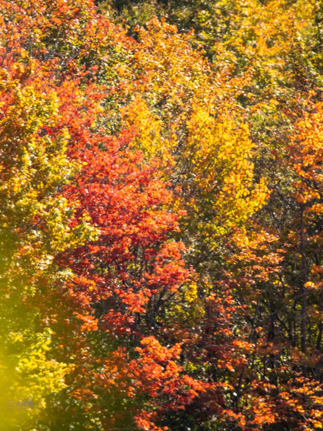 A dense forest canopy in autumn, featuring vibrant leaves in shades of bright yellow, fiery orange, and deep red.