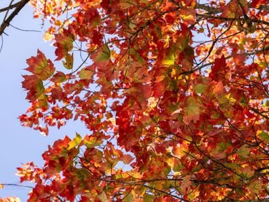 A vibrant maple tree canopy displays autumn leaves in brilliant shades of red, orange, and gold against a clear blue sky.