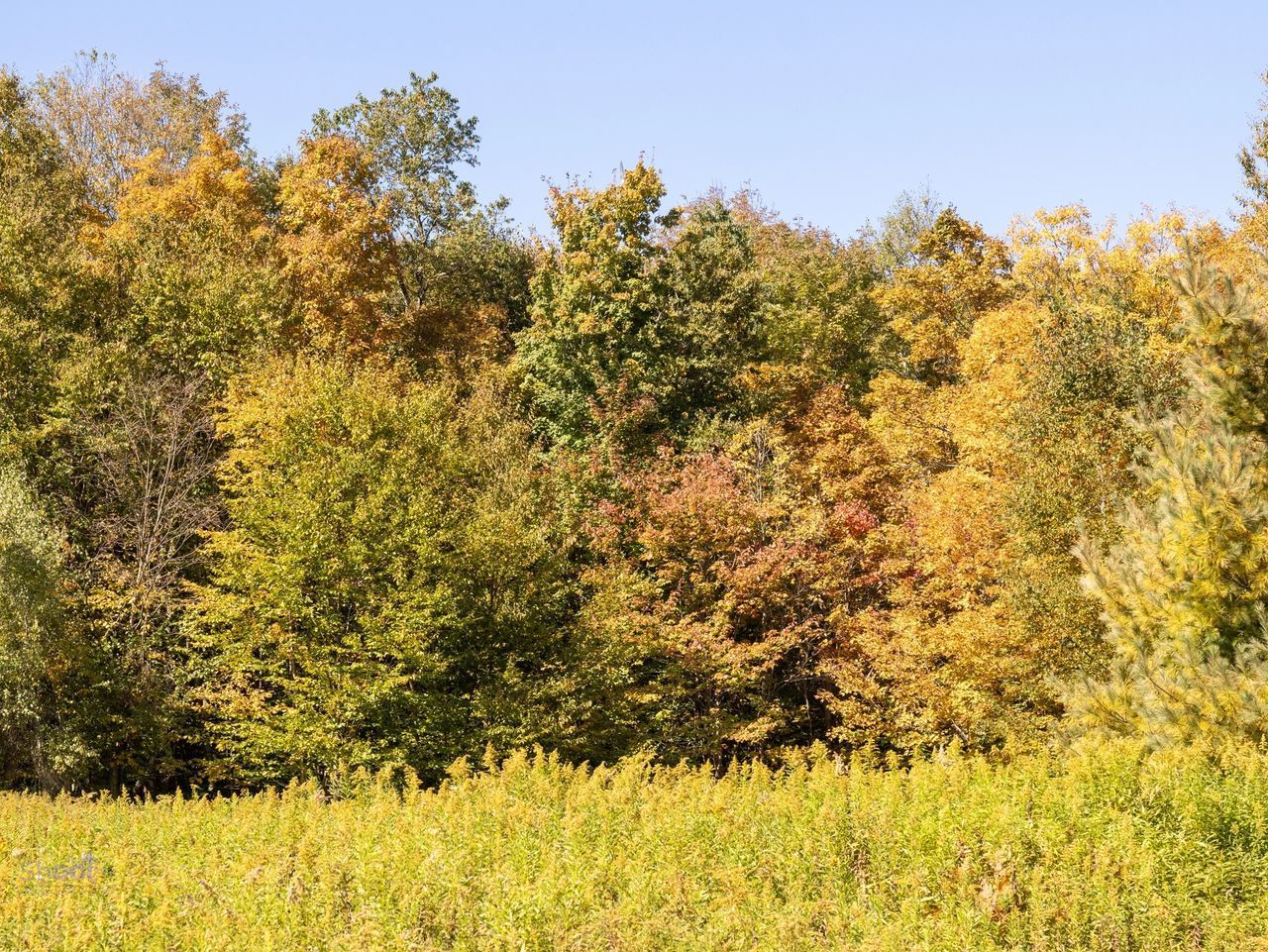 A vibrant autumn forest edge with golden and green leaves behind a field of yellow wildflowers under a clear blue sky.